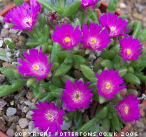 Drosanthemum hispidum 