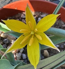 Tulipa kolpakowskiana 