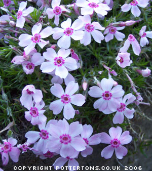 Phlox 'Kellys Eye' 